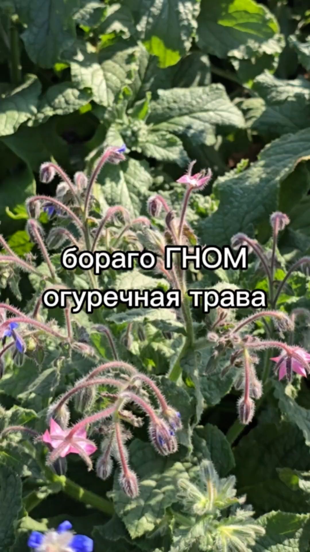 Это растение помогает УВЕЛИЧИТЬ УРОЖАЙ.