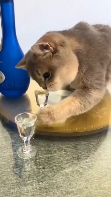 Когда хочется выпить, но не с кем, помни, что у тебя вообще-то есть кот