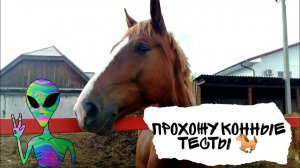 Три конных теста — и вердикт: я настоящий конник? 😍