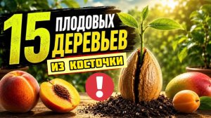 15 деревьев из косточки, которые НЕ станут дичкой! Свой сад на подоконнике