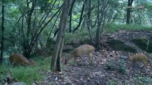 🌳🦌Дикая жизнь без свидетелей: редкие кадры из лесов провинции Хубэй