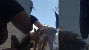 Ёжик оброс за зиму, постригла его