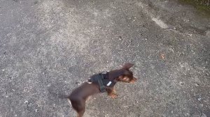 Миленькие хвостики 🥰
