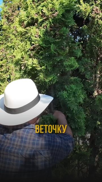 НЕ ДЕЛАЙ ТАК при выращивании туи