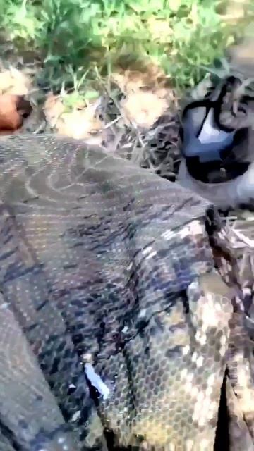 Выжлы! Первый раз в поле