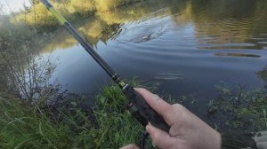 омута лесной речки ЖАРКИЙ ИЮНЬ
