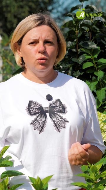 Чем подкормить гортензию в августе?