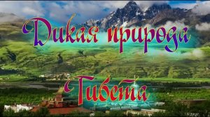 Дикая природа Тибета