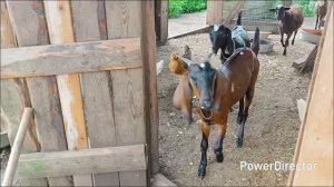Наши будни на хозяйстве 🐂🐑🐑🐐🐐🐐🐔🐔🐔 Проводили гостей/ Собираю урожай.