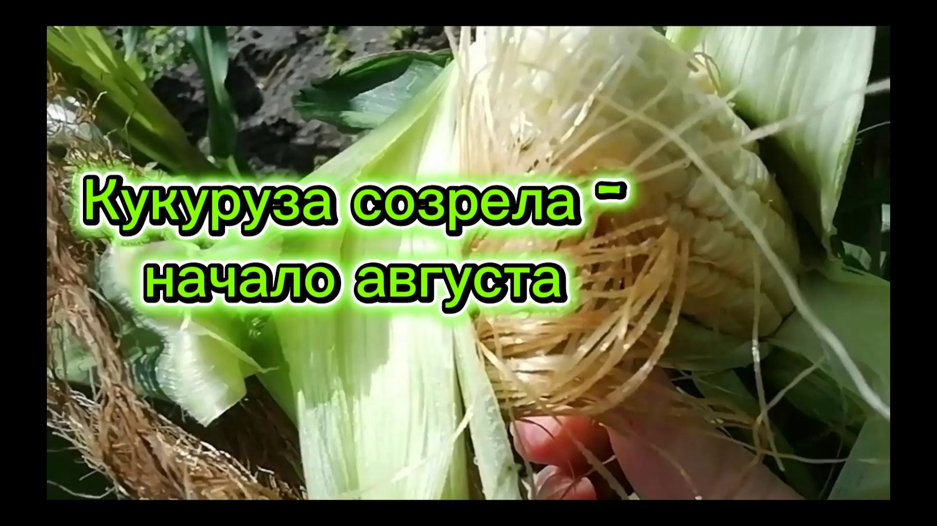 Кукуруза созрела - молодая самая вкусная