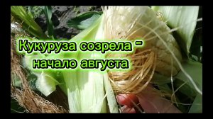 Кукуруза созрела - молодая самая вкусная