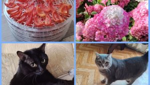 Вяленые помидоры. Мои коты. Обзор сада на 14 августа.