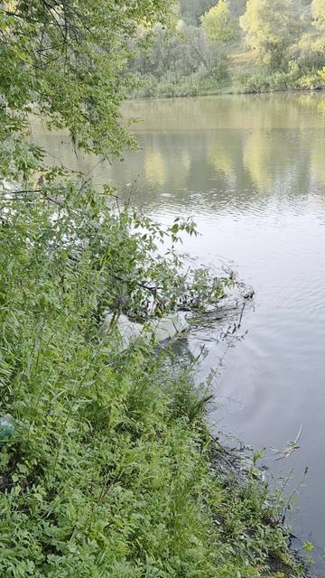 водоплавующая псинка