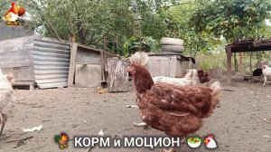 Кормление кур овощами и фруктами для зарядки и от скуки 🥗🐓🤗  (127)