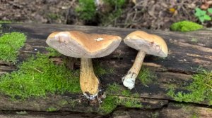14 августа, грибная охота, Юг Подмосковья #грибалка #mushroom #веселка