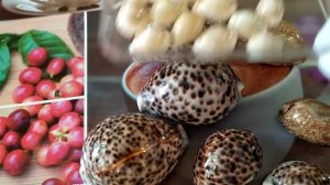 Деньги ракушки. С чего начинался рабовладельческий строй.