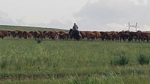 Стадо рогатых благородных бизонов