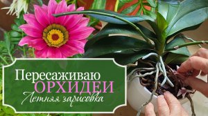 🌸Летние дневники: Август - Гортензии - Сбор семян цветов - Прогулка с кошкой - Пересадка ОРХИДЕЙ