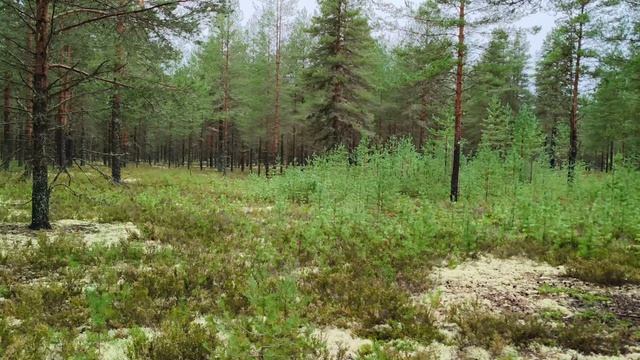 В поисках грибов.