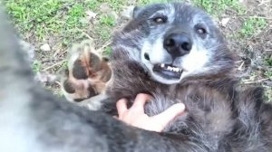 Девушка ласкает волка