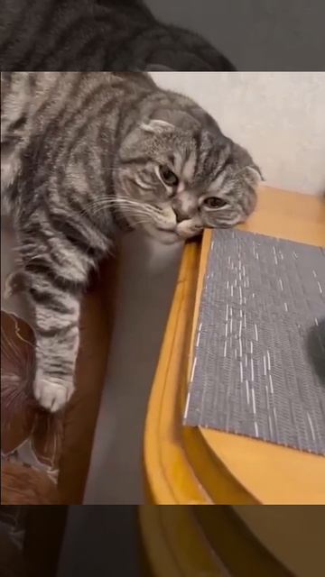 Когда уже час на диете и начинаешь задумываться, а нужна ли тебе та осиная талия 🙃