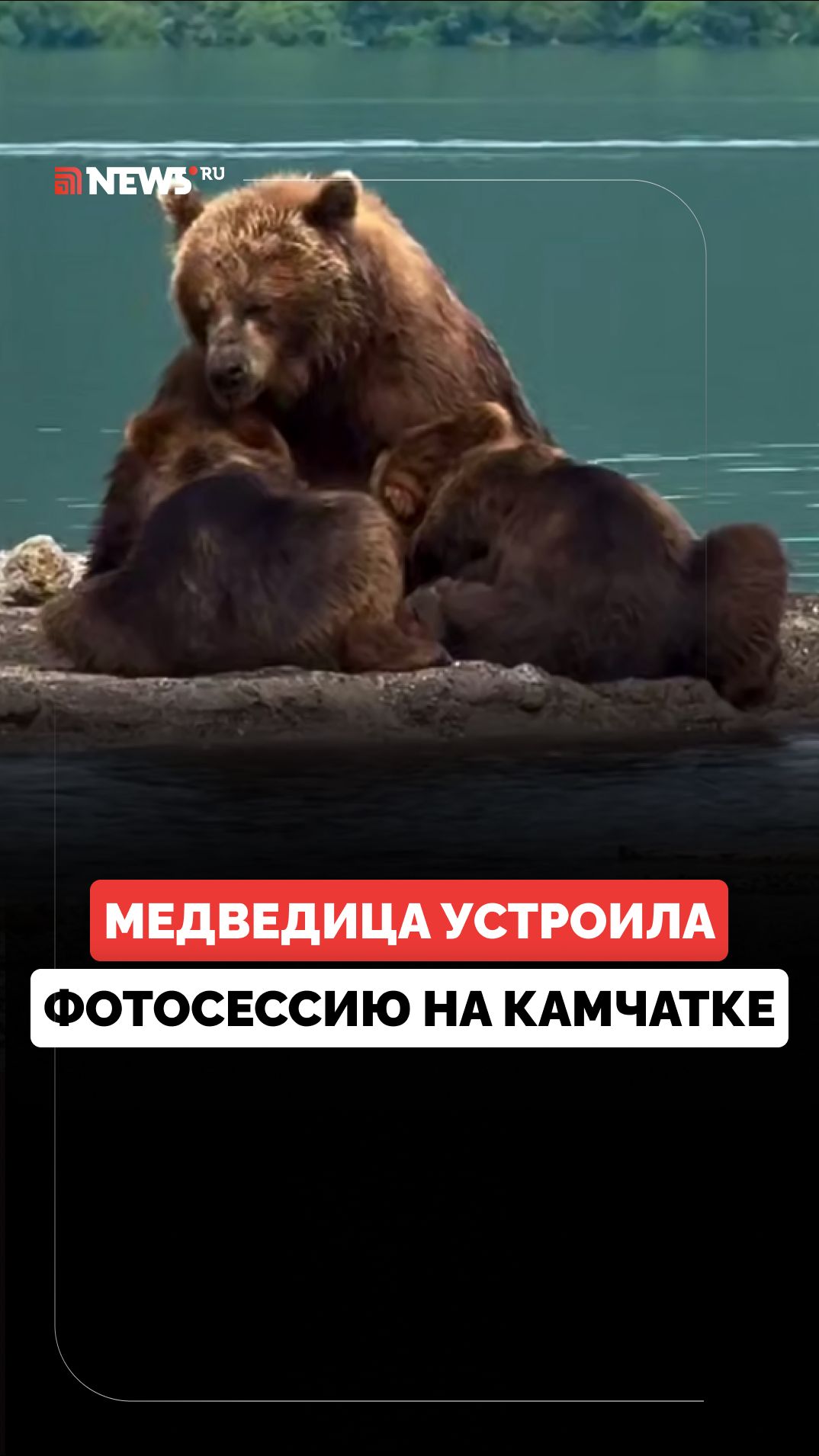 Медведица устроила фотосессию на Камчатке