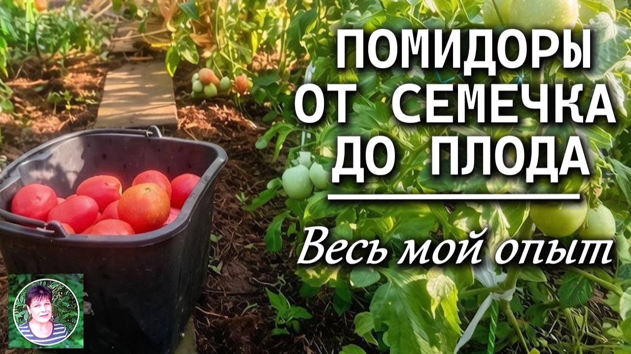 Выращивание помидоров от семени до плода. Весь мой опыт