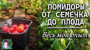 Выращивание помидоров от семени до плода. Весь мой опыт