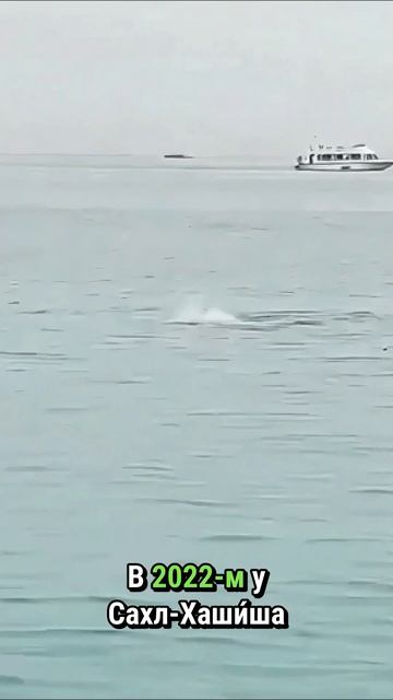 Сколько людей пострадало от акул в Красном море за 10 лет?