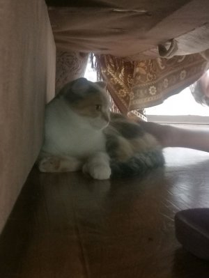 Перед рыбалкой стрим