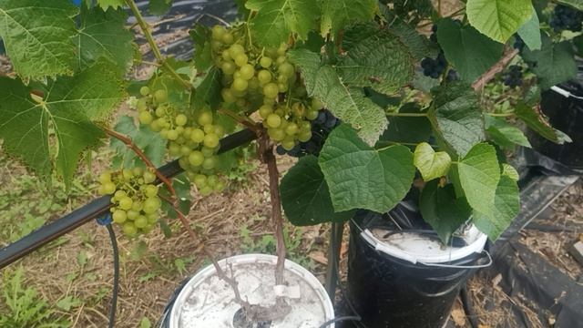 1. Довга - виноград годный для выращивания на дачной гидропонике.
