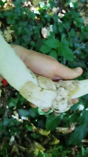 флора и фауна