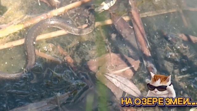 В ЭТОМ ОЗЕРЕ. Я ПЛАВАЛА ВМЕСТЕ СО ЗМЕЯМИ. ТУТ ПРОСТО УЖАС, НО ВОЗМОЖНО ОНИ НЕ ЯДОВИТЫЕ. 😎КРУТО😎😎.