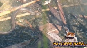 В ЭТОМ ОЗЕРЕ. Я ПЛАВАЛА ВМЕСТЕ СО ЗМЕЯМИ. ТУТ ПРОСТО УЖАС, НО ВОЗМОЖНО ОНИ НЕ ЯДОВИТЫЕ. 😎КРУТО😎😎.