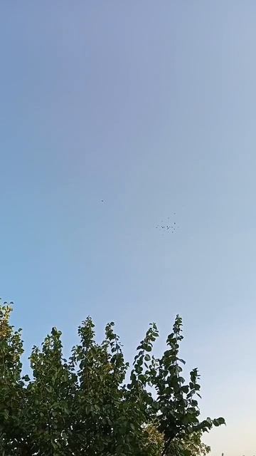 Голуби Помозова Сергея