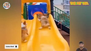 НОВЫЕ СМЕШНЫЕ ВИДЕО С КОТАМИ И СОБАКАМИ 😼🐶 ВЕСЕЛЫЕ ЖИВОТНЫЕ 2026