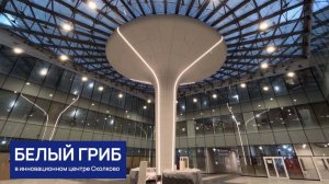 Белый гриб в инновационном центре Сколково