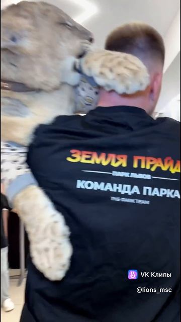 Маленькая львица из Чечни со сломанным позвоночником подросла в парке Львов