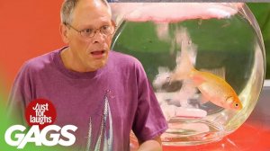 Лучшие розыгрыши с домашними животными