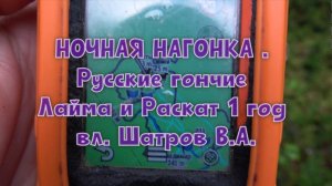 НОЧНАЯ НАГОНКА . Русские гончие Лайма и Раскат 1 год вл. Шатров В.А.#охотасгончей#топ #hunting