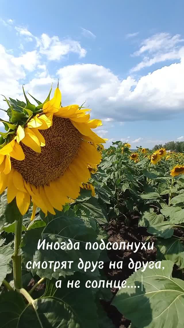 Иногда подсолнухи смотрят друг на друга, а не на солнце)