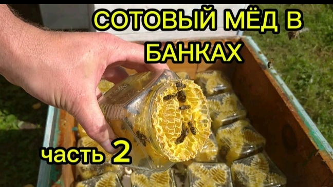 пчеловодство для начинающих.