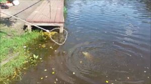 Поимки карпа на фидер и поплавок. Клёвое место, Лосиный остров, верхний водоём.