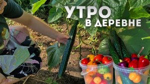 Такое утро я люблю больше всего! Собираю урожай и готовлю из свежих овощей 🍅