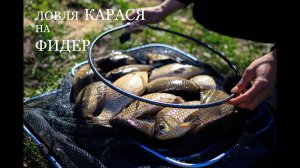 Крупный карась на фидер. Попали на  клев.