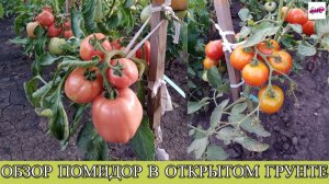 ОБЗОР СОРТОВ ПОМИДОР В ОТКРЫТОМ ГРУНТЕ 2026.