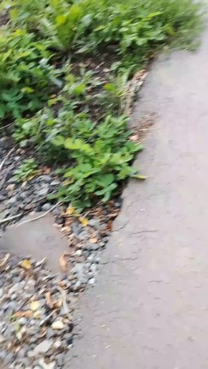 иду домой