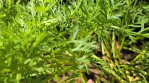 Плов из продуктов с собственного огорода!  Урожай, что выросло и приготовлю вкуснейший домашний плов
