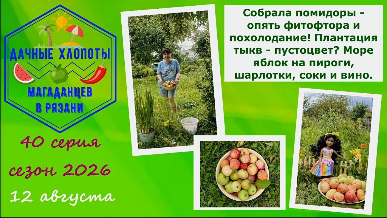 Собрала помидоры - опять фитофтора и похолодание. Плантация тыкв - пустоцвет? Море яблок на пироги и