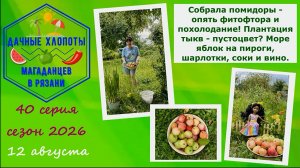 Собрала помидоры - опять фитофтора и похолодание. Плантация тыкв - пустоцвет? Море яблок на пироги и